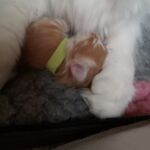 German Sagas & Fairy Tales alom első két hét