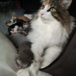 German Sagas & Fairy Tales alom első két hét