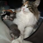 German Sagas & Fairy Tales alom első két hét