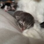 German Sagas & Fairy Tales alom első két hét