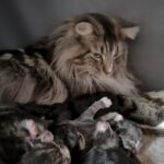 Büzske Rosi és a babák