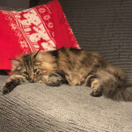 Első hetek- első tél