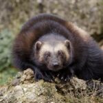 Børgefjell Nemzeti Park állatvilága