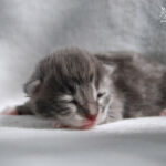 HU*Nordic Verden Dombås