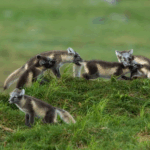 Børgefjell Nemzeti Park állatvilága