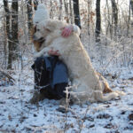 Nordic Verden - Frozen