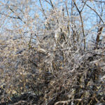 Nordic Verden - Frozen