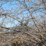 Nordic Verden - Frozen