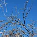 Nordic Verden - Frozen