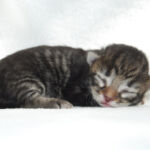 HU*Nordic Verden Heddal