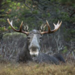 Børgefjell Nemzeti Park állatvilága