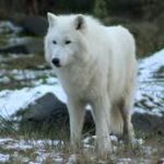 Børgefjell Nemzeti Park állatvilága