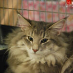 James első kiállításán Budapesten 6 hónaposan. Köszönet Sári Zsófinak, hogy elhozta James cicát a kiállításra.