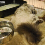 James első kiállításán Budapesten 6 hónaposan. Köszönet Sári Zsófinak, hogy elhozta James cicát a kiállításra.