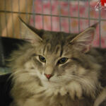 James első kiállításán Budapesten 6 hónaposan. Köszönet Sári Zsófinak, hogy elhozta James cicát a kiállításra.