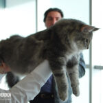 James első kiállításán Budapesten 6 hónaposan. Köszönet Sári Zsófinak, hogy elhozta James cicát a kiállításra.