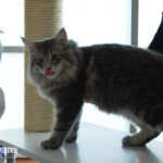 James első kiállításán Budapesten 6 hónaposan. Köszönet Sári Zsófinak, hogy elhozta James cicát a kiállításra.