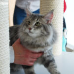 James első kiállításán Budapesten 6 hónaposan. Köszönet Sári Zsófinak, hogy elhozta James cicát a kiállításra.