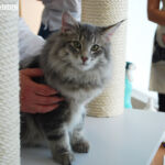 James első kiállításán Budapesten 6 hónaposan. Köszönet Sári Zsófinak, hogy elhozta James cicát a kiállításra.