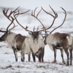 Børgefjell Nemzeti Park állatvilága