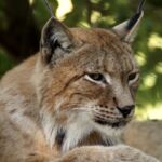 Børgefjell Nemzeti Park állatvilága