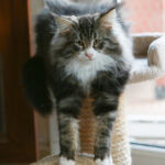 Masek de Tsavo*ES tizennégy hetes. Köszönjük a képeket tenyésztőinek: Teresa Martínez és Joaquin Pueche!