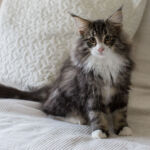 Masek de Tsavo*ES tizennégy hetes. Köszönjük a képeket tenyésztőinek: Teresa Martínez és Joaquin Pueche!