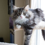 Masek de Tsavo*ES tizennégy hetes. Köszönjük a képeket tenyésztőinek: Teresa Martínez és Joaquin Pueche!