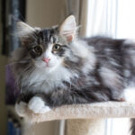 Masek de Tsavo*ES tizennégy hetes. Köszönjük a képeket tenyésztőinek: Teresa Martínez és Joaquin Pueche!