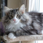 Masek de Tsavo*ES tizennégy hetes. Köszönjük a képeket tenyésztőinek: Teresa Martínez és Joaquin Pueche!