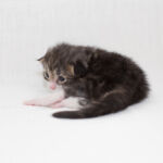 Masek de Tsavo*ES tizenhét napos. Köszönjük a képeket tenyésztőinek: Teresa Martínez és Joaquin Pueche!