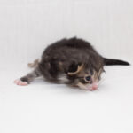 Masek de Tsavo*ES tizenhét napos. Köszönjük a képeket tenyésztőinek: Teresa Martínez és Joaquin Pueche!