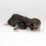 Masek de Tsavo*ES tizenhét napos. Köszönjük a képeket tenyésztőinek: Teresa Martínez és Joaquin Pueche!