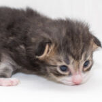 Masek de Tsavo*ES tizenhét napos. Köszönjük a képeket tenyésztőinek: Teresa Martínez és Joaquin Pueche!