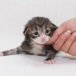 Masek de Tsavo*ES tizenhét napos. Köszönjük a képeket tenyésztőinek: Teresa Martínez és Joaquin Pueche!