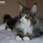 Masek (Masek de Tsavo *ES) - akárcsak norvég erdei macska társai -, imádja a játékokat. Játszottunk és fotóztunk. :-)