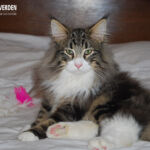 Masek (Masek de Tsavo *ES) - akárcsak norvég erdei macska társai -, imádja a játékokat. Játszottunk és fotóztunk. :-)