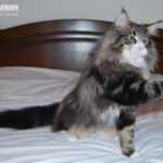 Masek (Masek de Tsavo *ES) - akárcsak norvég erdei macska társai -, imádja a játékokat. Játszottunk és fotóztunk. :-)