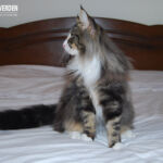 Masek (Masek de Tsavo *ES) - akárcsak norvég erdei macska társai -, imádja a játékokat. Játszottunk és fotóztunk. :-)