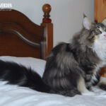 Masek (Masek de Tsavo *ES) - akárcsak norvég erdei macska társai -, imádja a játékokat. Játszottunk és fotóztunk. :-)