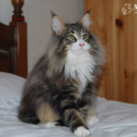 Masek (Masek de Tsavo *ES) - akárcsak norvég erdei macska társai -, imádja a játékokat. Játszottunk és fotóztunk. :-)