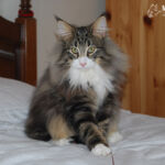 Masek (Masek de Tsavo *ES) - akárcsak norvég erdei macska társai -, imádja a játékokat. Játszottunk és fotóztunk. :-)