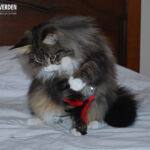 Masek (Masek de Tsavo *ES) - akárcsak norvég erdei macska társai -, imádja a játékokat. Játszottunk és fotóztunk. :-)