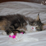 Masek (Masek de Tsavo *ES) - akárcsak norvég erdei macska társai -, imádja a játékokat. Játszottunk és fotóztunk. :-)