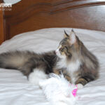 Masek (Masek de Tsavo *ES) - akárcsak norvég erdei macska társai -, imádja a játékokat. Játszottunk és fotóztunk. :-)