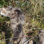 Végre leesett az első hó és Masek (Masek de Tsavo *ES), a norvég erdei macska kölyök, életében először ismerkedhetett vele.