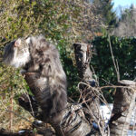 Végre leesett az első hó és Masek (Masek de Tsavo *ES), a norvég erdei macska kölyök, életében először ismerkedhetett vele.