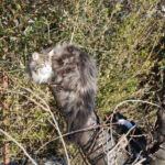 Végre leesett az első hó és Masek (Masek de Tsavo *ES), a norvég erdei macska kölyök, életében először ismerkedhetett vele.