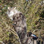 Végre leesett az első hó és Masek (Masek de Tsavo *ES), a norvég erdei macska kölyök, életében először ismerkedhetett vele.