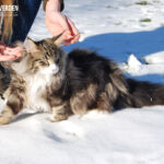 Végre leesett az első hó és Masek (Masek de Tsavo *ES), a norvég erdei macska kölyök, életében először ismerkedhetett vele.